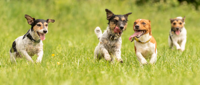 A pack of small Jack Russell Terrier are running and playing tog