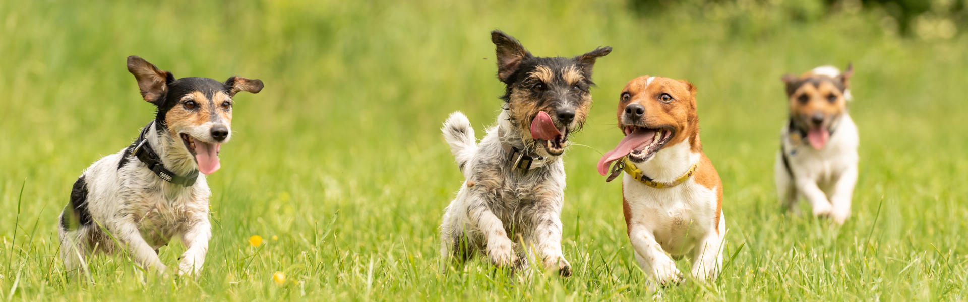 A pack of small Jack Russell Terrier are running and playing tog